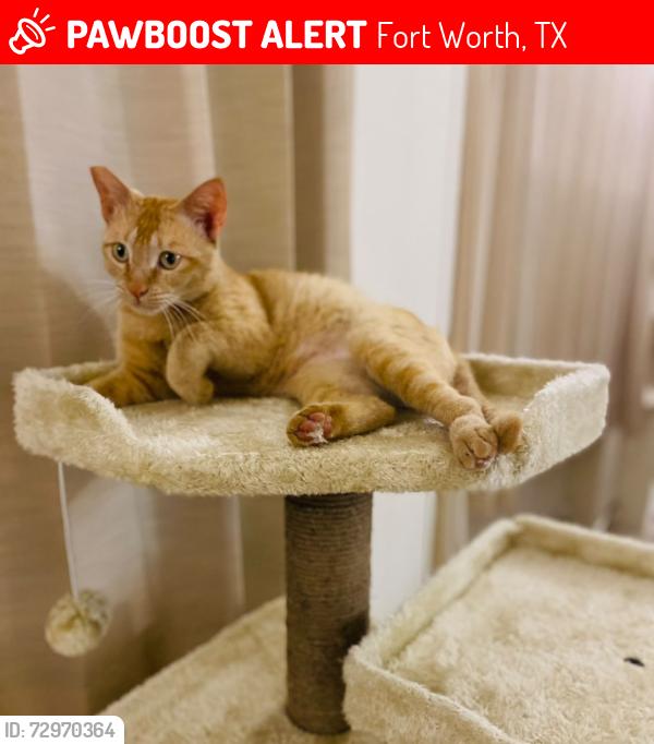 Lost Female Cat last seen Fort Union Ct and Birch Grove Ln, Fort Worth, TX 76137