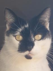 Lost Female Cat last seen Finkbonner and Mackenzie Rd, Bellingham, WA 98226