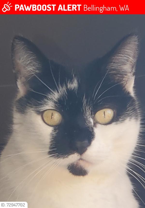 Lost Female Cat last seen Finkbonner and Mackenzie Rd, Bellingham, WA 98226