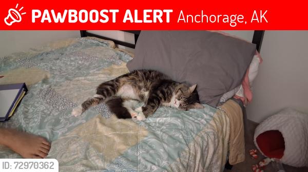 Lost Male Cat last seen Rivera way trailer park, Anchorage, AK 99504