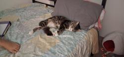 Lost Male Cat last seen Rivera way trailer park, Anchorage, AK 99504