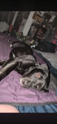 Lost Female Dog last seen Casa grande road& ely blvd. S., Petaluma, CA 94954