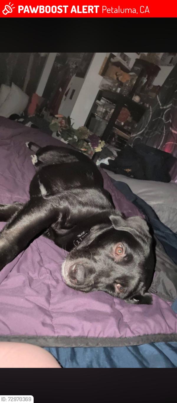 Lost Female Dog last seen Casa grande road& ely blvd. S., Petaluma, CA 94954