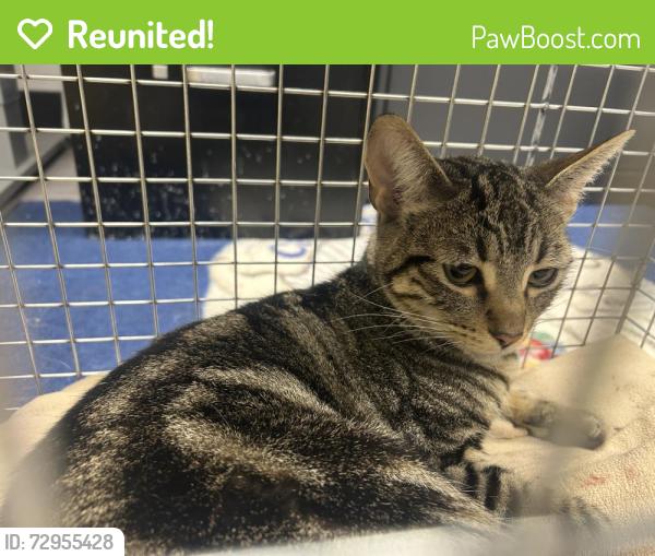 Reunited Female Cat last seen Mingo, Seaside, CA 93955
