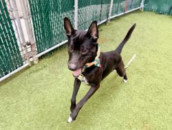 Shelter Stray Male Dog last seen Near Kingsbridge Avenue, BRONX, NY, 10463, New York, NY 10029
