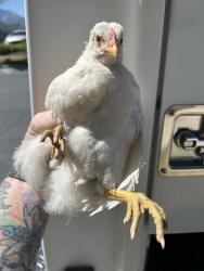 Shelter Stray Unknown Bird last seen Near S Colorow Drive, SALT LAKE CITY, UT, 84108, Taylorsville, UT 84123
