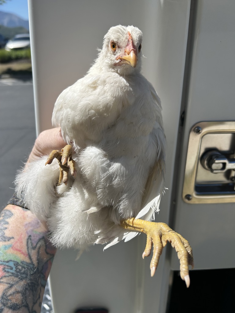 Shelter Stray Unknown Bird last seen Near S Colorow Drive, SALT LAKE CITY, UT, 84108, Taylorsville, UT 84123