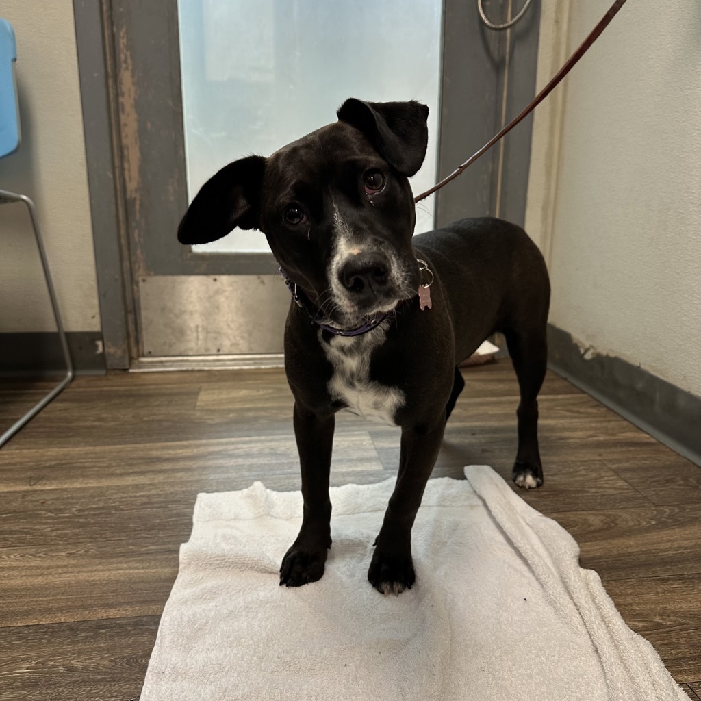 Shelter Stray Female Dog last seen Near Central Avenue, San Diego, CA, 92105, 5500 Gaines St, San Diego, CA 92110, USA