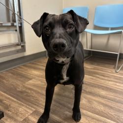 Shelter Stray Female Dog last seen Near Central Avenue, San Diego, CA, 92105, 5500 Gaines St, San Diego, CA 92110, USA