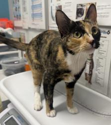 Shelter Stray Female Cat last seen Euclid Avenue, San Diego, CA, 92102, Escondido, CA 92027