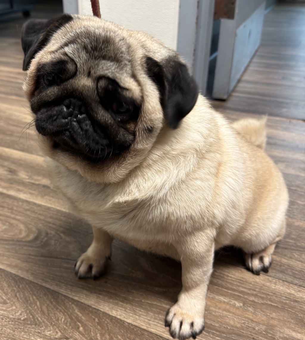 Shelter Stray Female Dog last seen Near Solola Avenue, San Diego, CA, 92113, 5500 Gaines St, San Diego, CA 92110, USA