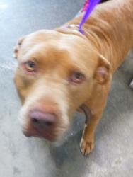 Shelter Stray Male Dog last seen Near Doan Drive, SCOTT, LA, 70583, Lafayette, LA 70507