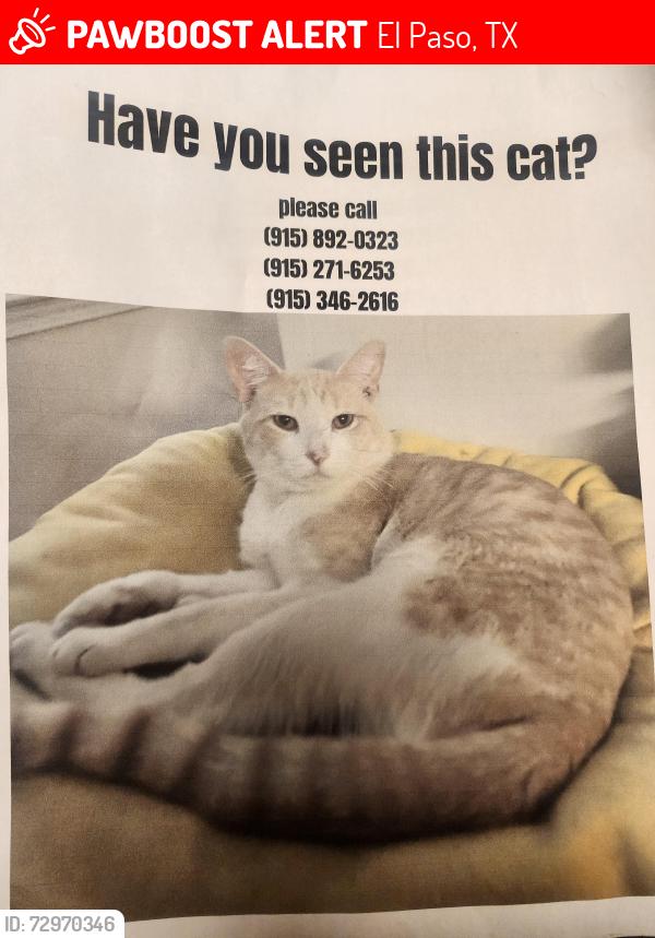 Lost Male Cat last seen Near Tierra Mina, El Paso, TX 79938