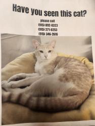 Lost Male Cat last seen Near Tierra Mina, El Paso, TX 79938