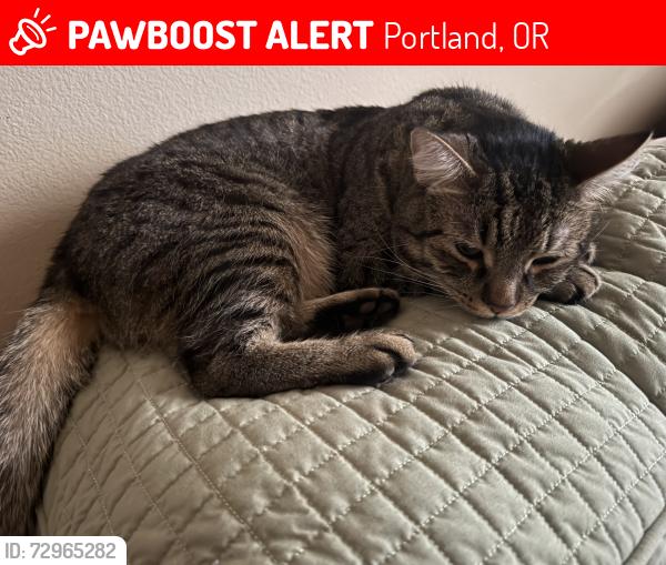 Lost Male Cat last seen Near SE Tenino St, Portland, OR 97206