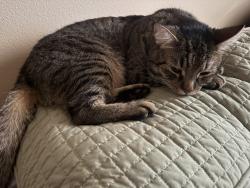 Lost Male Cat last seen Near SE Tenino St, Portland, OR 97206