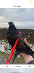 Lost Female Bird last seen Trout lake , Vancouver, BC V5N 4M2