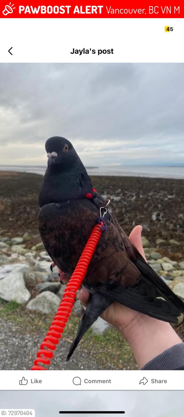 Lost Female Bird last seen Trout lake , Vancouver, BC V5N 4M2