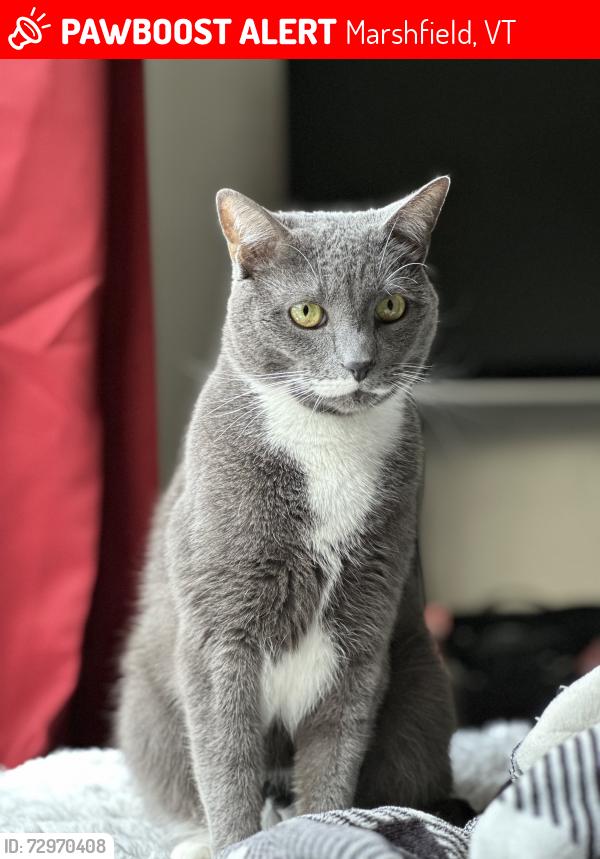 Lost Male Cat last seen Route 232, going into marshfield, Marshfield, VT 05658