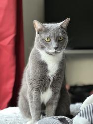 Lost Male Cat last seen Route 232, going into marshfield, Marshfield, VT 05658
