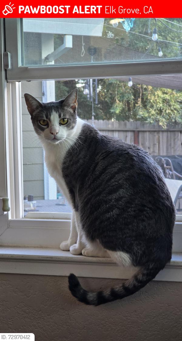 Lost Male Cat last seen Emerald Park drive , Elk Grove, CA 95624