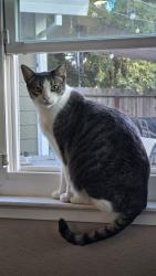 Lost Male Cat last seen Emerald Park drive , Elk Grove, CA 95624