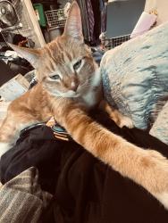 Reunited Male Cat last seen Extension and main st, Mesa, AZ 85201