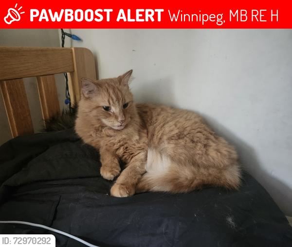 Lost Female Cat last seen Lipton St near Ronald Curtis contracting, Winnipeg, MB R3E 2H6