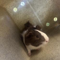 Shelter Stray Male Other last seen , Philadelphia, PA 19140