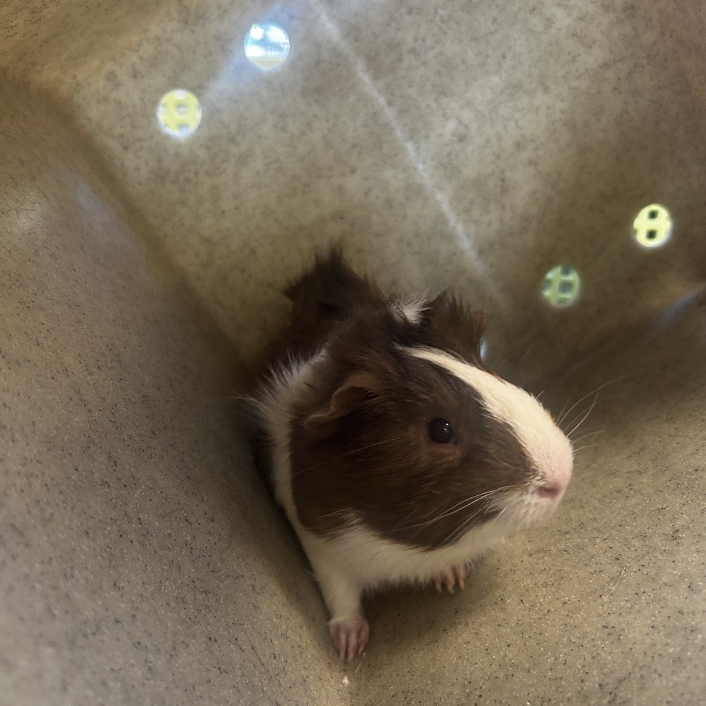 Shelter Stray Male Other last seen , Philadelphia, PA 19140