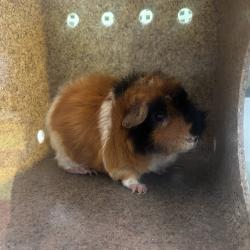 Shelter Stray Male Other last seen , Philadelphia, PA 19140