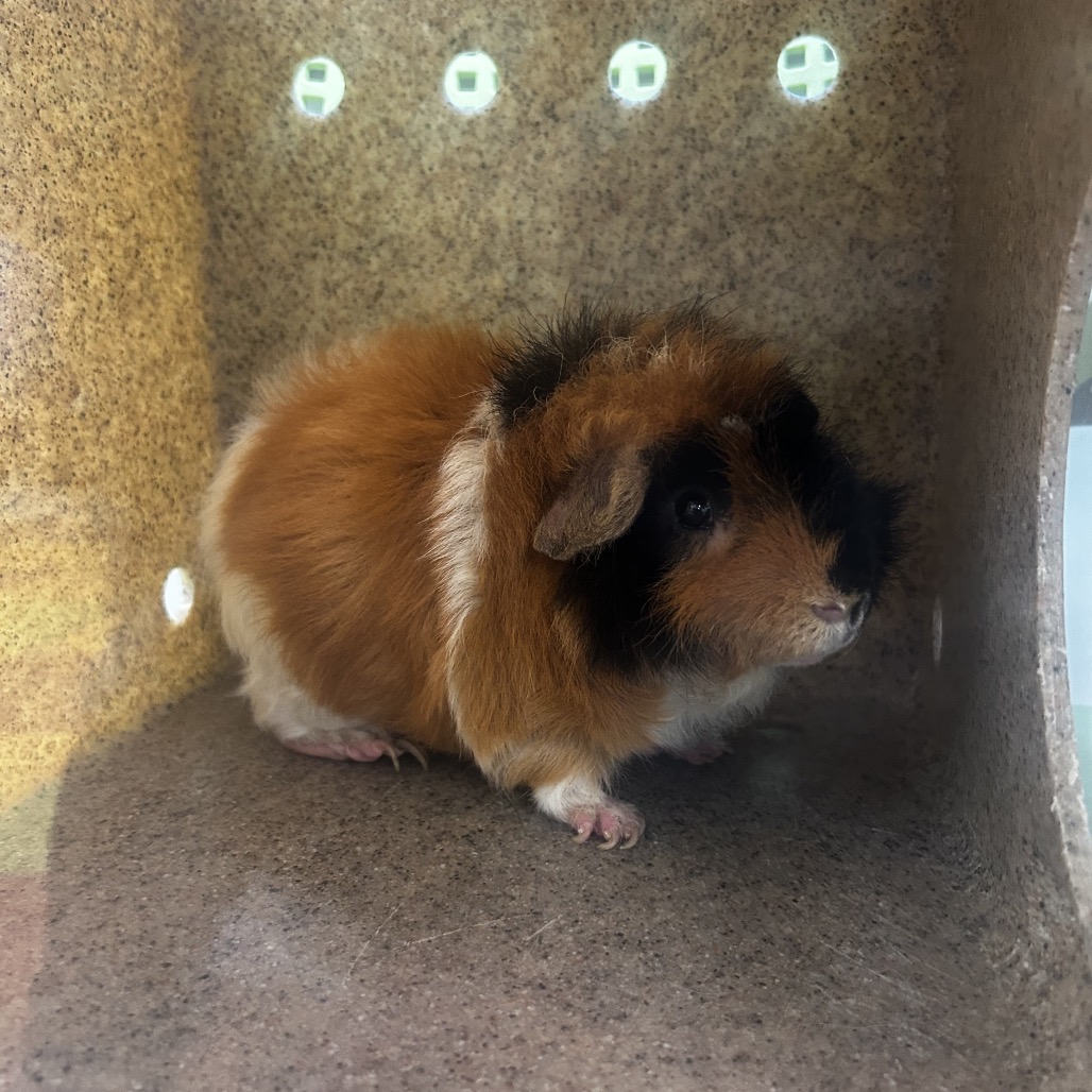 Shelter Stray Male Other last seen , Philadelphia, PA 19140
