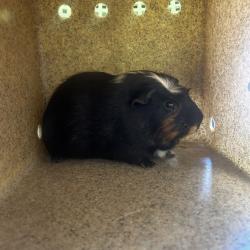 Shelter Stray Male Other last seen , Philadelphia, PA 19140