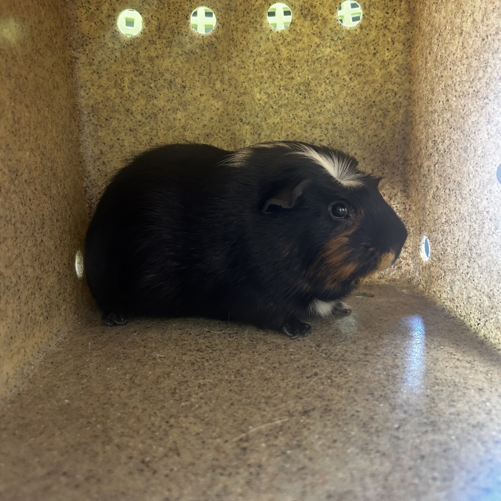 Shelter Stray Male Other last seen , Philadelphia, PA 19140