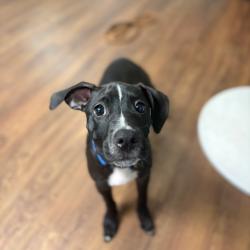 Shelter Stray Female Dog last seen , Port Richey, FL 34653