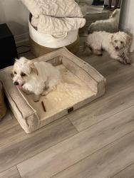 Lost Female Dog last seen Amherst/ Chatham, Ontario, CA 91762