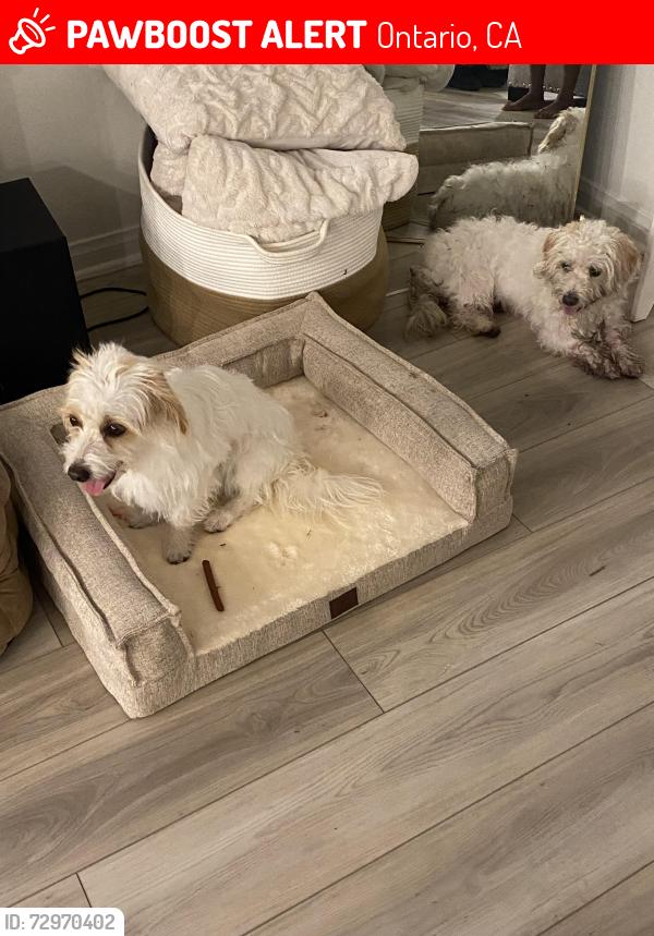 Lost Female Dog last seen Amherst/ Chatham, Ontario, CA 91762