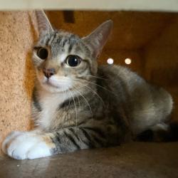 Shelter Stray Unknown Cat last seen , 2350 Appling City Cove, Memphis, TN 38133, USA