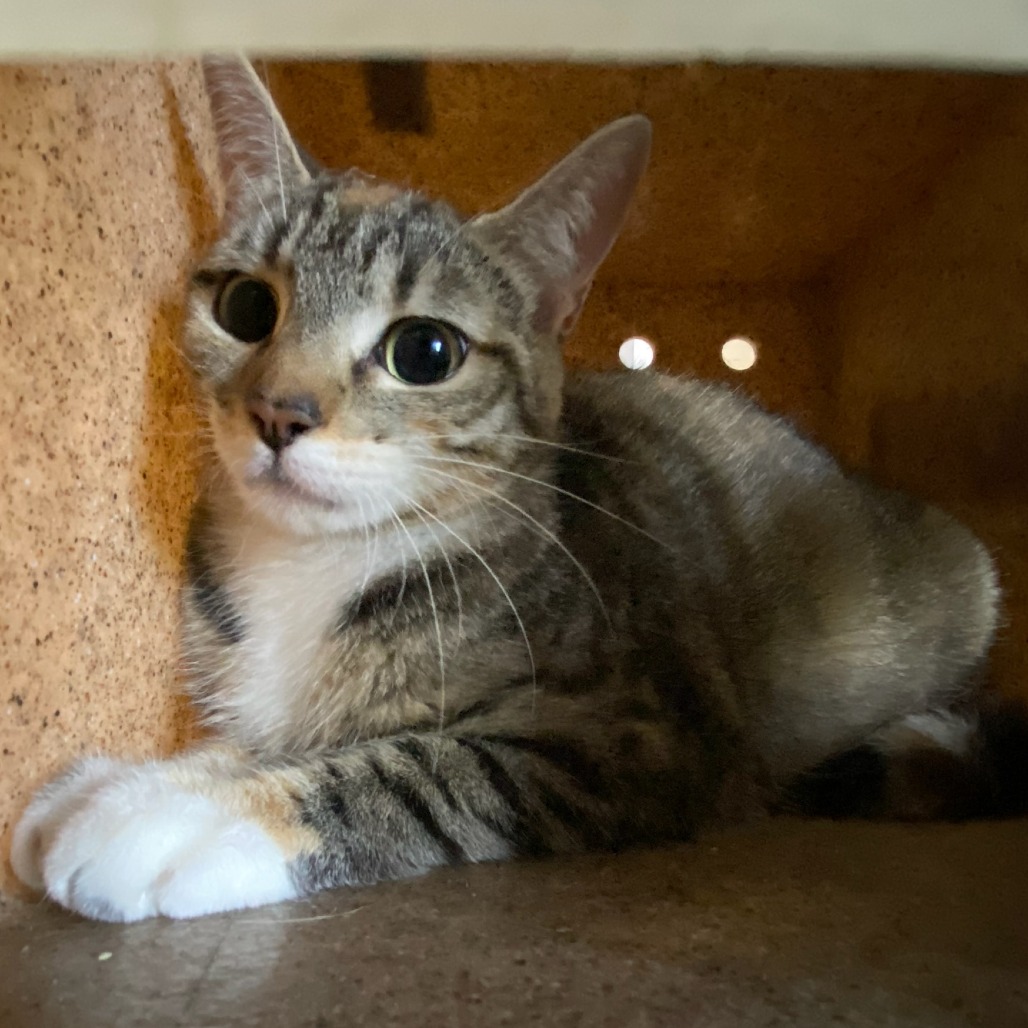 Shelter Stray Unknown Cat last seen , 2350 Appling City Cove, Memphis, TN 38133, USA