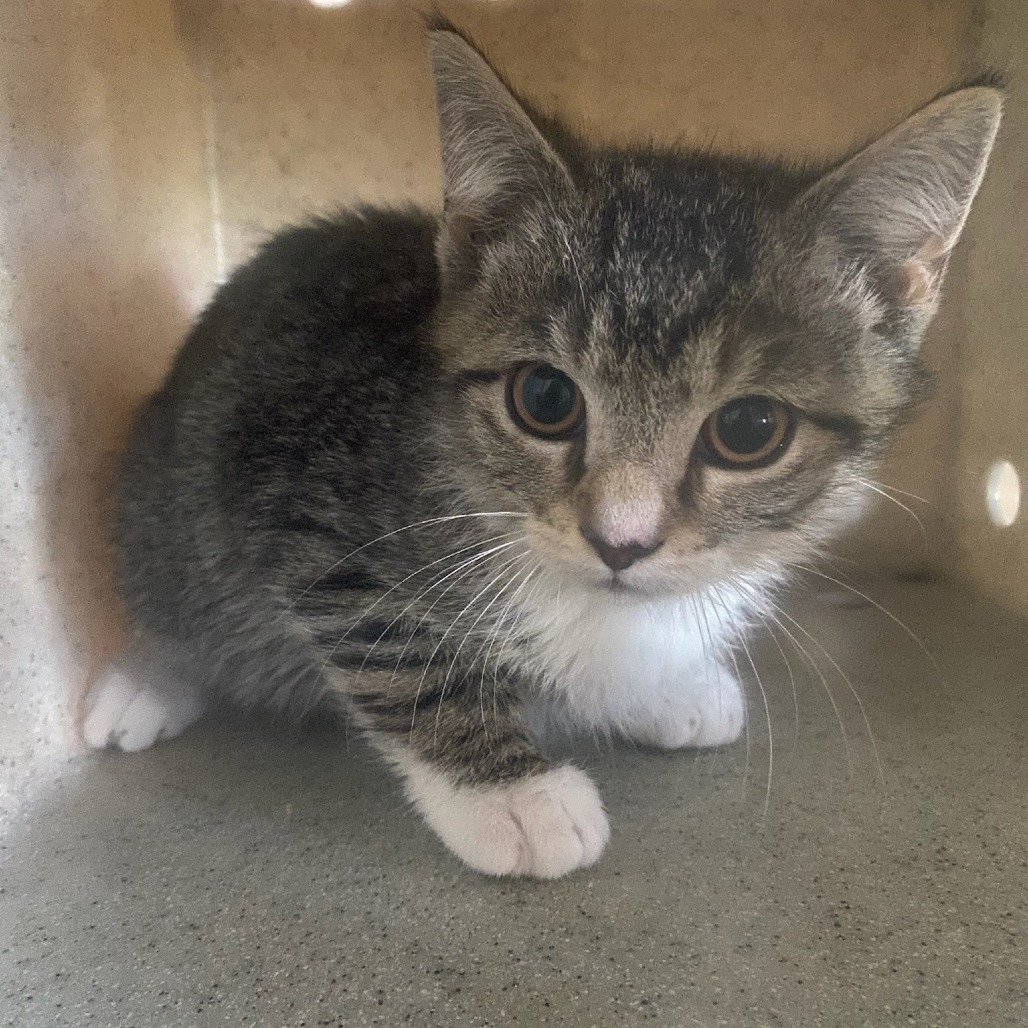 Shelter Stray Unknown Cat last seen , 2350 Appling City Cove, Memphis, TN 38133, USA