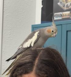 Lost Female Bird last seen Creekside Forest dr, lake paloma trail, The Woodlands, TX 77389