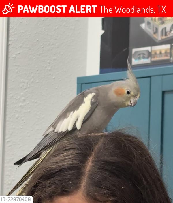 Lost Female Bird last seen Creekside Forest dr, lake paloma trail, The Woodlands, TX 77389