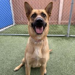 Shelter Stray Female Dog last seen , Hawthorne, CA 90250