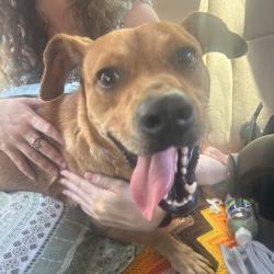 Shelter Stray Male Dog last seen , Greensboro, NC 27409