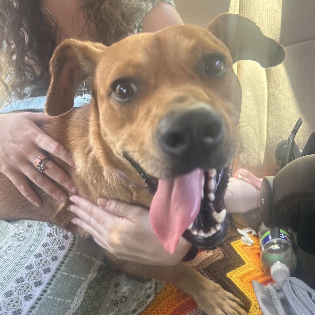 Shelter Stray Male Dog last seen , Greensboro, NC 27409