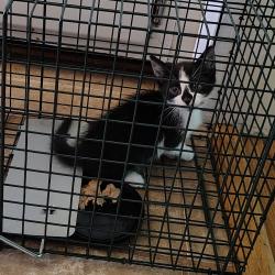 Shelter Stray Unknown Cat last seen , Greensboro, NC 27409
