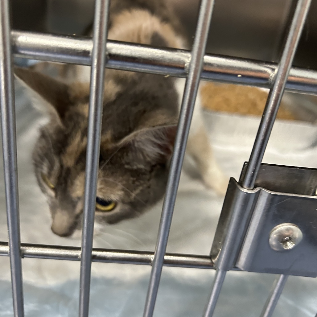 Shelter Stray Female Cat last seen , Greensboro, NC 27409