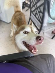 Reunited Male Dog last seen Choctaw Dr, La Porte, TX 77571, USA, La Porte, TX 77571
