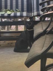 Found/Stray Male Cat last seen Heights of Kennesaw apmts, Kennesaw, GA 30144