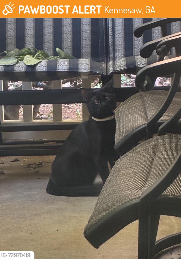 Found/Stray Male Cat last seen Heights of Kennesaw apmts, Kennesaw, GA 30144